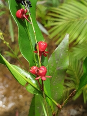 Ochnaceae