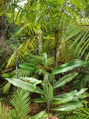 Ochnaceae