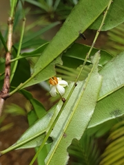 Ochnaceae