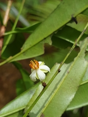 Ochnaceae