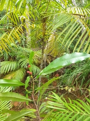 Ochnaceae