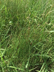 Cyperus erectus