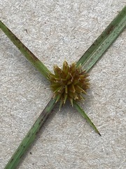 Cyperus erectus