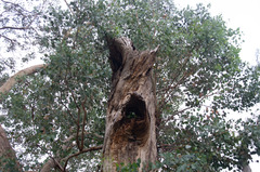 Eucalyptus baueriana thalassina