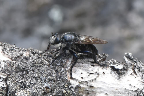 Black Chiselmouth