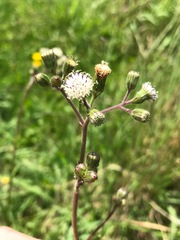 Senecio polyodon polyodon