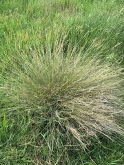 Aristida junciformis