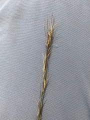 Aristida junciformis