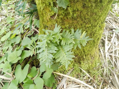 Canary Islands polypody