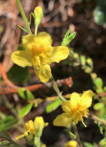 Seymeria pectinata ssp. pectinata