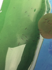 Trachinops caudimaculatus