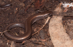 Three-Toed Earless Skink photo 4