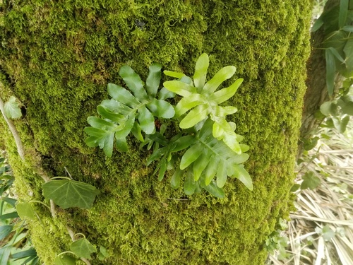 Canary Islands polypody