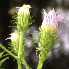Symphyotrichum elliottii