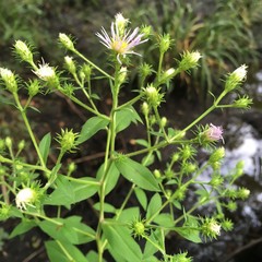 Symphyotrichum elliottii