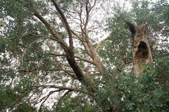 Eucalyptus baueriana thalassina
