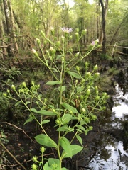 Symphyotrichum elliottii