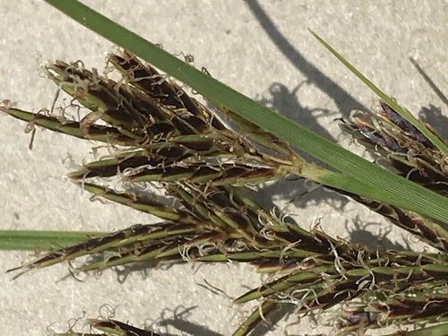 Cyperus rigidifolius
