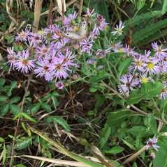 Symphyotrichum elliottii