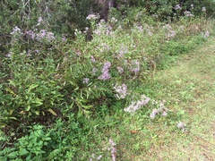 Symphyotrichum elliottii