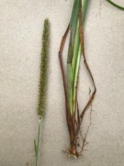 Setaria sphacelata sphacelata