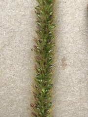 Setaria sphacelata sphacelata
