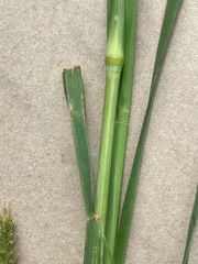 Setaria sphacelata sphacelata