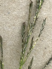 Eragrostis plana