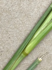 Eragrostis plana