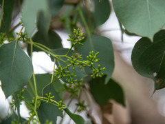 Eucalyptus baueriana thalassina