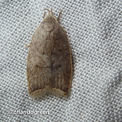 Scythropiodes