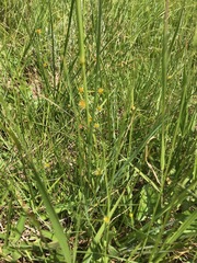Cyperus erectus