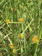 Cyperus erectus