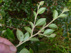 Cotoneaster simonsii