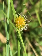 Cyperus erectus