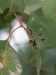 Eucalyptus baueriana thalassina