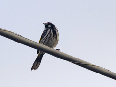 Phylidonyris novaehollandiae