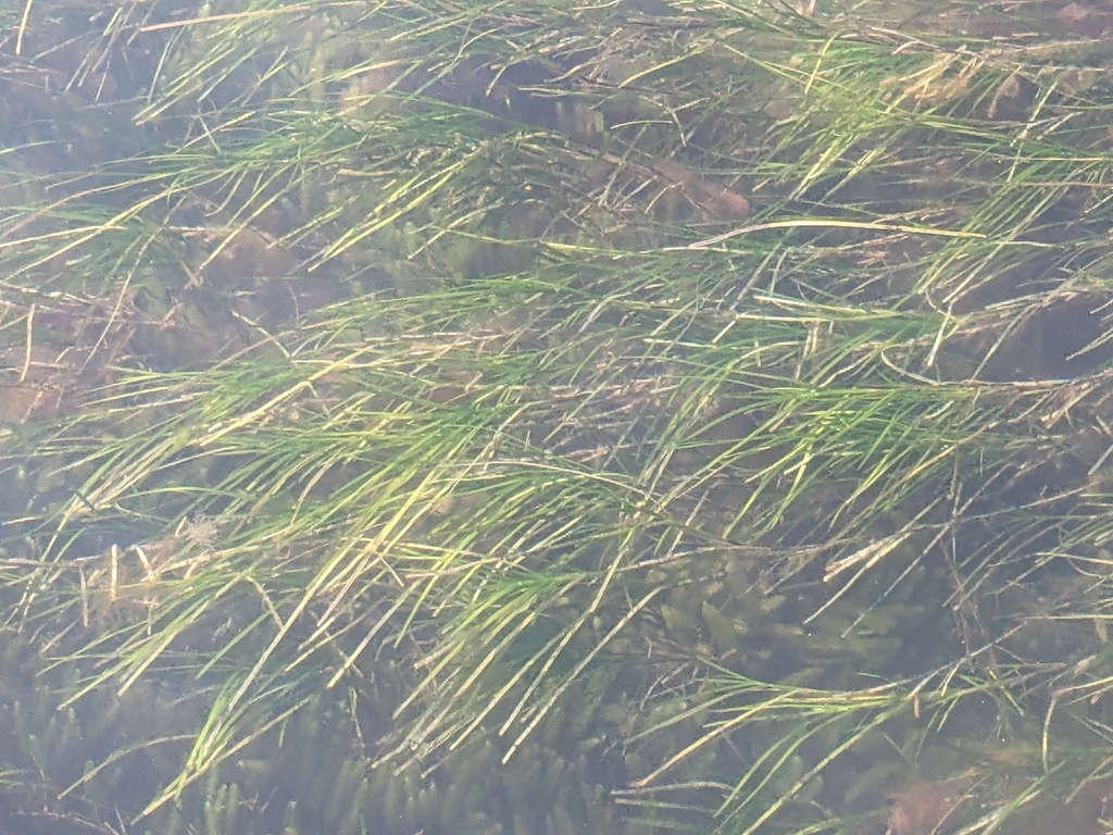 Photo of Tasmanian Seagrass (Heterozostera tasmanica)