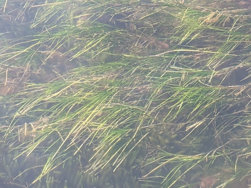 Tasman grass-wreck (Zostera tasmanica)