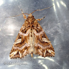 Callopistria exotica