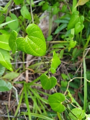 Dioscorea maciba image