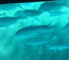 Caranx papuensis