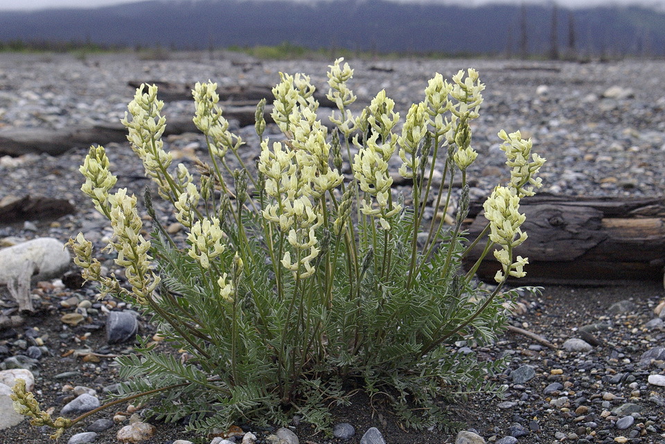 Oxytropis campestris