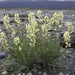 Variable Locoweed - Photo (c) Andy Fyon, some rights reserved (CC BY-NC), uploaded by Andy Fyon