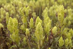 Castilleja pallida yukonis