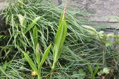 Bletilla striata