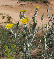 Tragopogon tanaiticus