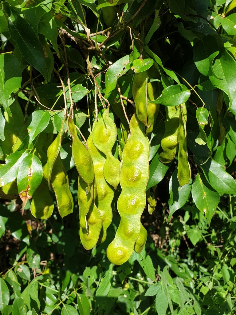 Lonchocarpus madagascariensis