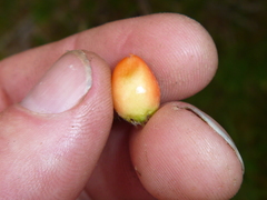 Cotoneaster simonsii