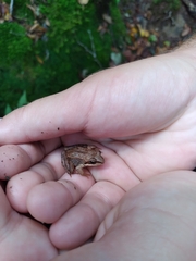 Lithobates sylvaticus image